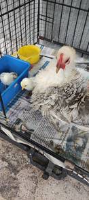 Pekin Chicken To Let Go