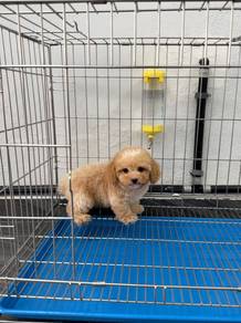 Toy poodle puppy