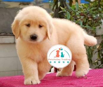 Golden Retriever