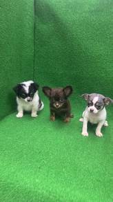 Pure Breed Chihuahua Puppies (3M) 纯种 吉娃娃宝宝 男生
