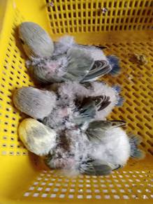 Anak Suap Burung Lovebird