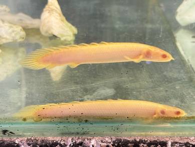Red Eye Polyterus