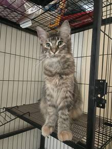 Mainecoon