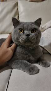 British short hair shorthair bsh 