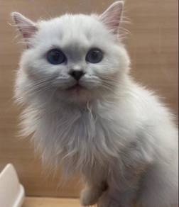 British Long Hair Female Cat