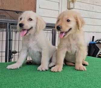 Golden Retriver puppy