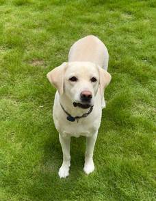 Labrador Retriever