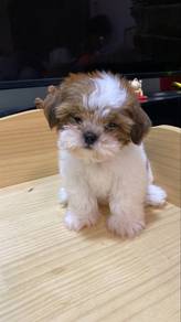 home breed Shih Tzu