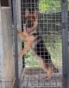 German Shepherd