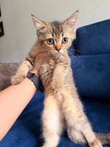 (IMO) Male Golden BSH mix British Long Hair Kitten