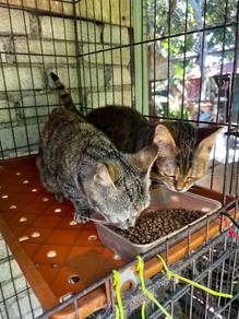 kucing kaki pendek