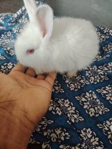 New Zealand white 