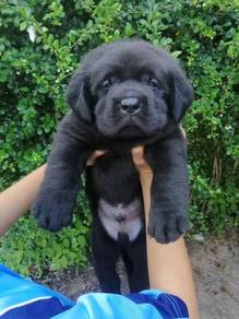 Labrador black with mka puppies