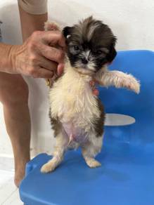 Tricolour Shih Tzu Puppy Boy