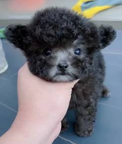 Silver Poodle 