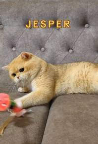 Mating Ny12 BSH 