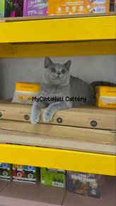 BSH British Shorthair Blue