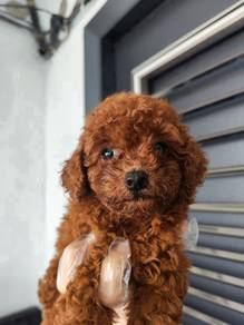 Super dark red  toy poodle