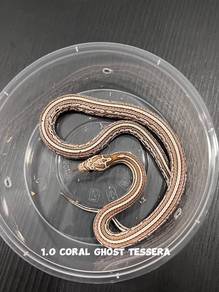 corn snake (coral ghost tessera morph)