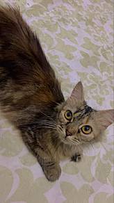 munchkin cat for sell