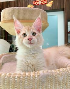 Cream Maine Coon