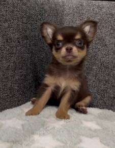 CHIHUAHUA PUPPIES VIP45🌷Head Apple Cute Dog