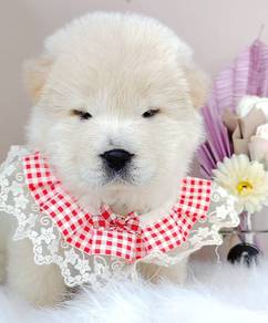 Chow Chow