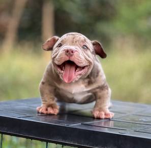 AMERICAN BULLY PUPPIES D60  🐻 Available Exotic