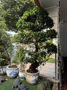 bonsai with large pot