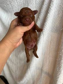 Toy Poodle