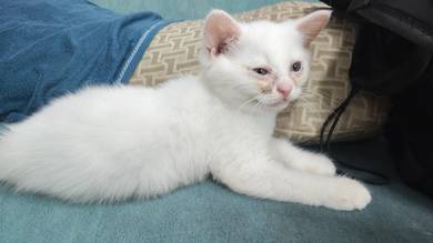 BSH Kitten 2 month old for sale