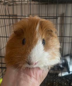 Guinea pig silkie