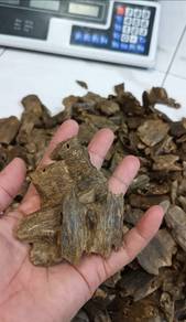 Kayu Gaharu  Kynam