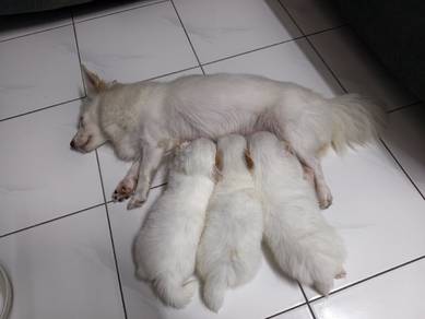 mix puppy