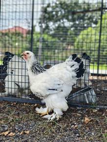 Brahma Light Columbian 