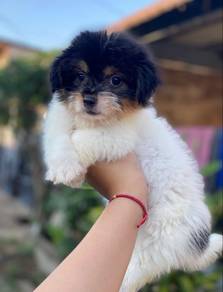 munchkin mix