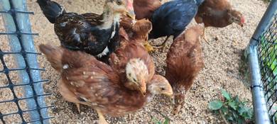 Anak Ayam RIR