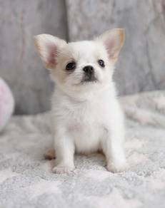 CHIHUAHUA PUPPIES CH185🌷 Head Apple Female