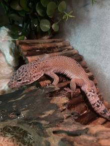 Leopard Gecko (Male)