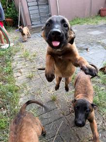 Belgian Shepherd Malinois