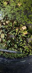 ikan guppy mix