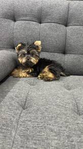 Pure Breed Yorkshire Terrier (AM1) 