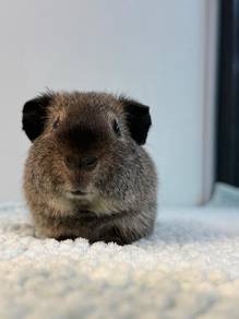 Guinea Pig Teddy Cali