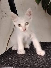 kittens /anak kucing free for adopt