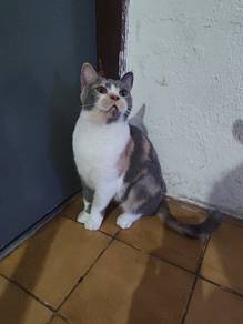 BSH Calico famale 