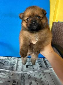 Pomeranians orange brown