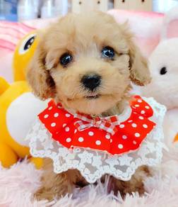 Poodle