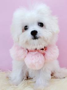 Maltese