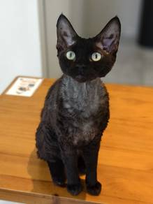 Devon rex