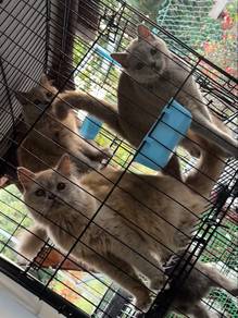 kitten bsh blh